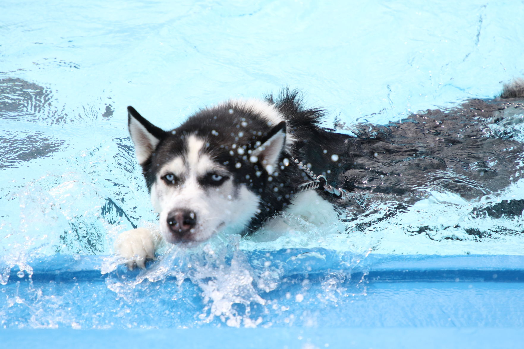 Dogs at the pool (12).JPG